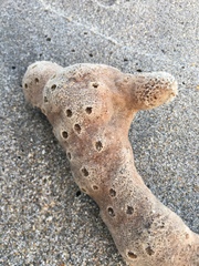 Callyspongia
