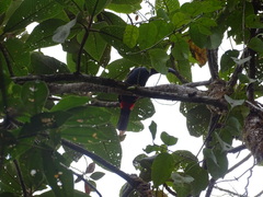 Andigena laminirostris