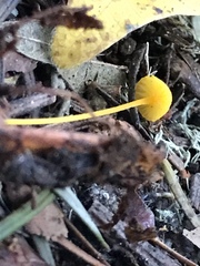 Mycena oregonensis