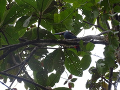 Andigena laminirostris