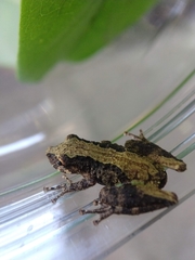 Rio Mutum Snouted Treefrog photo 5