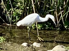 Egretta thula