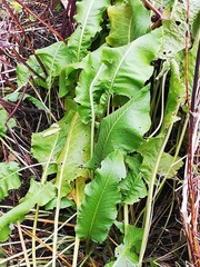 Armoracia rusticana