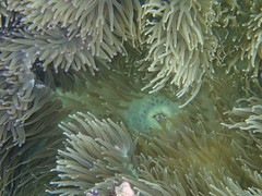 Heteractis