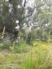 Arthropodium milleflorum