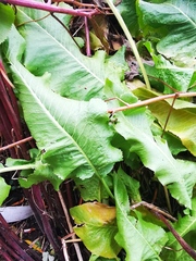 Armoracia rusticana