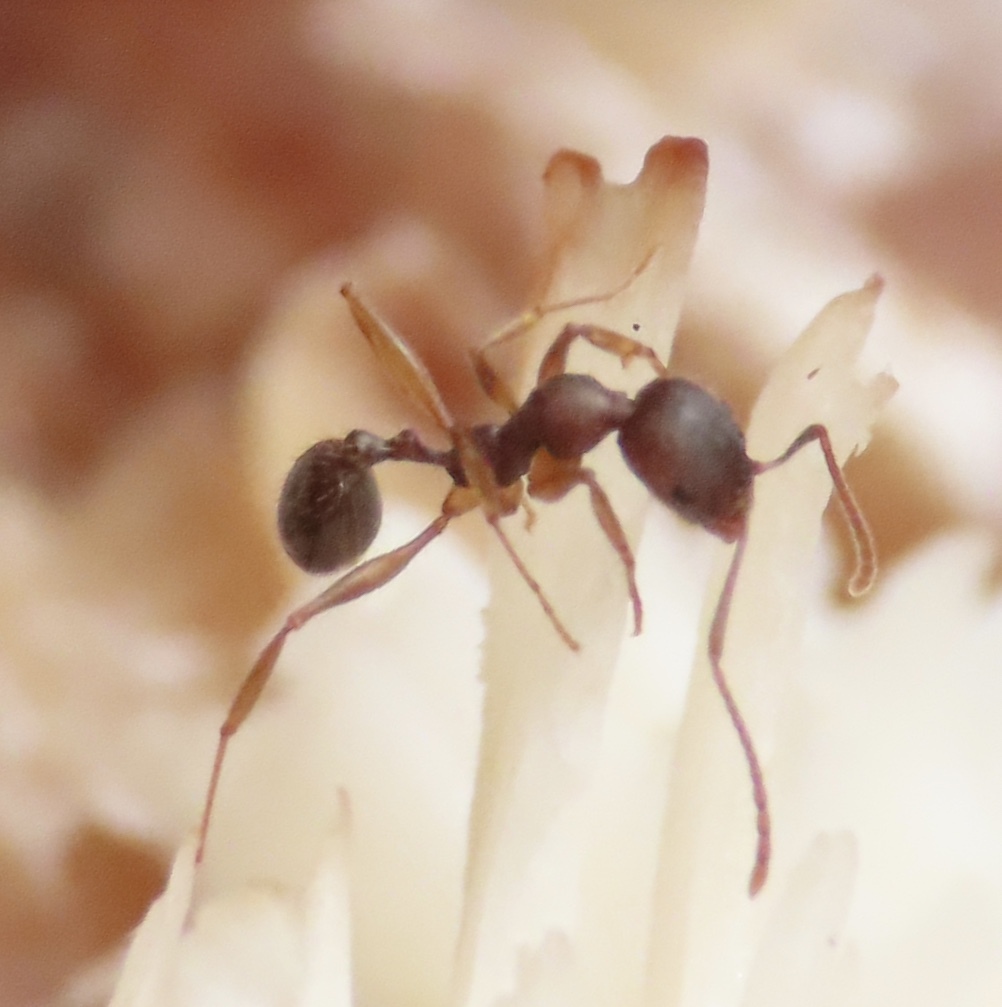 Aphaenogaster rudis