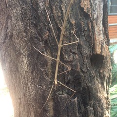 Cladoxerus cryphaleus