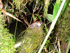 Hyloscirtus criptico