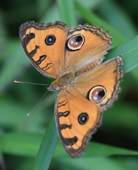 Junonia almana javana