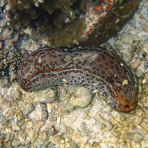 Photo of Leopard sea cucumber (Bohadschia argus)