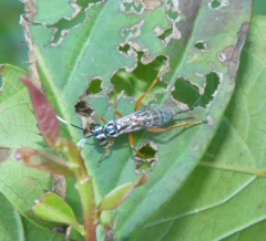 Lymeon orbus