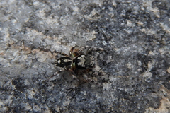 Habronattus sabulosus