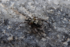 Habronattus sabulosus