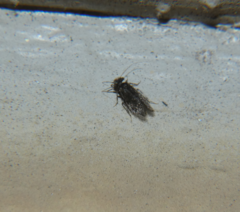 Lepidopsocidae