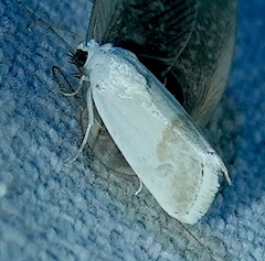 Ponometia elegantula