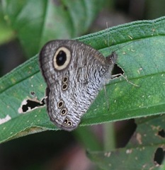Ypthima horsfieldii humei