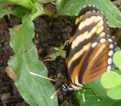 Eresia ithomioides alsina