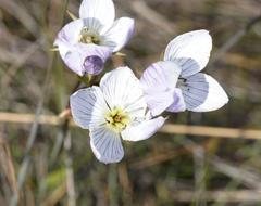 Gentianella muelleriana