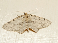 Poecilasthena scoliota
