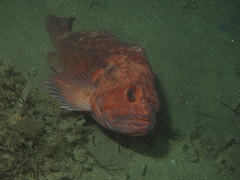 Sebastes auriculatus