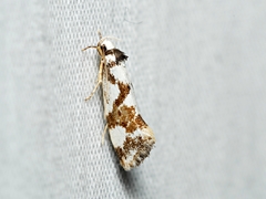 Machetis aphrobola