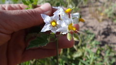 Solanum tweedianum