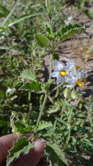 Solanum tweedianum