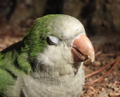 Myiopsitta monachus