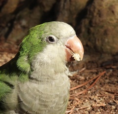 Myiopsitta monachus