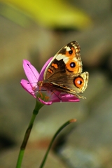 Junonia orithya minagara