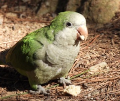 Myiopsitta monachus