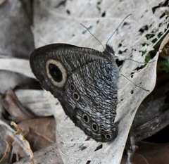 Ypthima horsfieldii humei