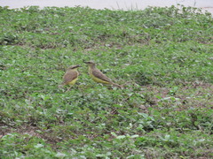 Machetornis rixosa