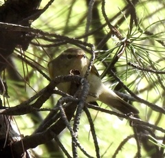 Phylloscopus inornatus