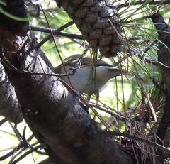 Phylloscopus inornatus