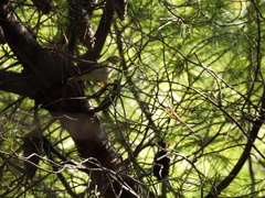 Phylloscopus inornatus