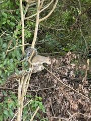 Sciurus carolinensis