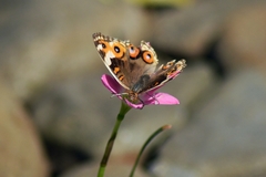 Junonia orithya minagara