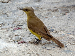 Machetornis rixosa