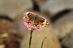 Junonia orithya minagara