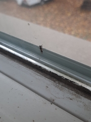 Sphyracephala brevicornis