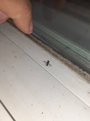 Sphyracephala brevicornis