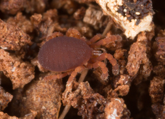 Microgovia oviformis