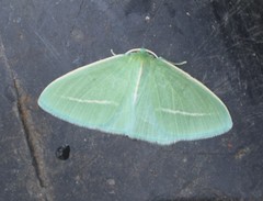 Chlorocoma stereota