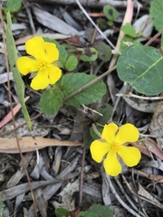 Hibbertia grossulariifolia