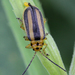 Goldenrod Leaf Beetle - Photo (c) Doris Potter, some rights reserved (CC BY-NC), uploaded by Doris Potter