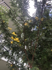 Senna polyphylla