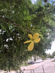 Senna polyphylla