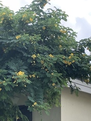 Senna polyphylla